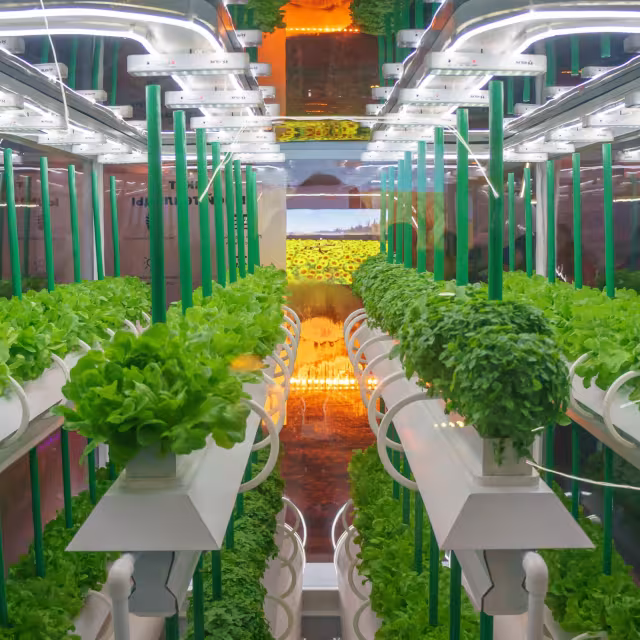 L'hydroponie est-elle de l'irrigation ?