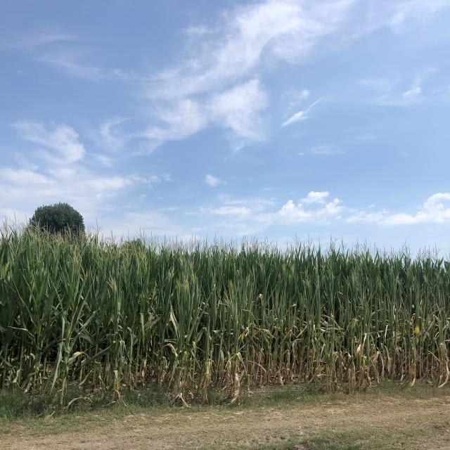 Irrigation du mais