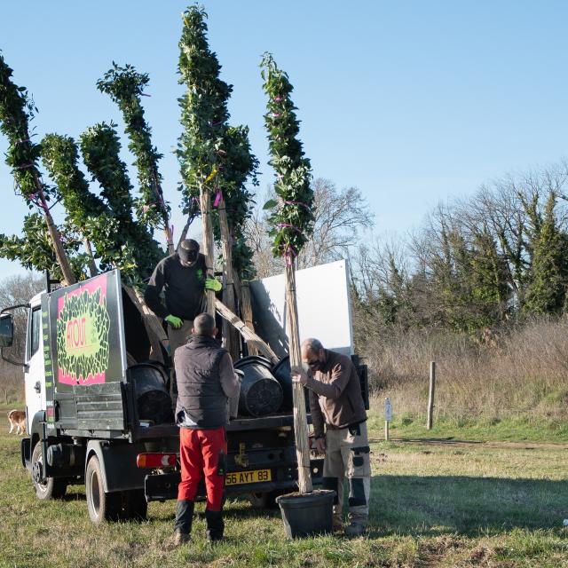 Méthode d'arrosage pour la reprise des jeunes arbres après plantation