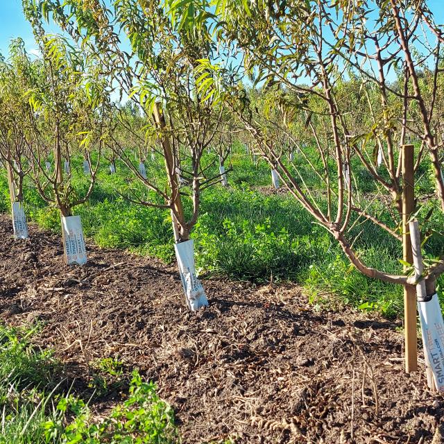 Comment réussir son intallation de goutte-à-goutte enterré 