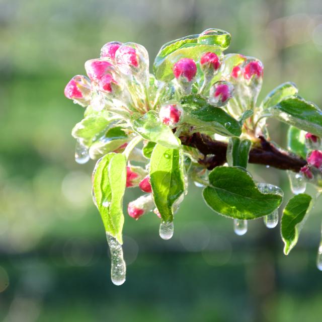 Comment protéger les cultures contre le gel ?