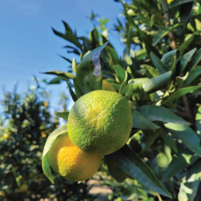 includes drip irrigation systems (above or below ground) and micro-sprinkling